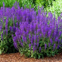 Salvia Violet Seeds Pack 50 Quality Flower Seeds Perfect Ideal Fresh Seeds - £13.51 GBP