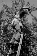 Picking pears by Dorothea Lange #2 - Art Print - £17.48 GBP+