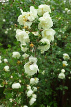 5 White Japanese Rose Seeds-1147 - £3.16 GBP