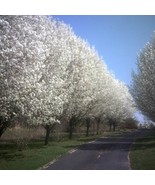 Cleveland Pear Tree Pyrus Calleryana 10 Unrooted Cuttings Harvest Fresh ... - $992.76 MXN