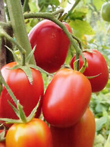 SGH 50 Seeds Debaro Tomato Juicy Tomatoe Vegetable Garden Edible Food - £4.24 GBP