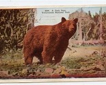 A Park Bear Yellowstone National Park Postcard 1928 - £11.83 GBP