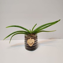 Aloe Vera Plant in Glass Container with Love, Succulent Gift, Live Houseplant