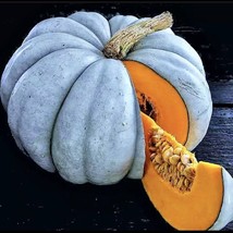 20 Blue Pumpkin Seeds  Jarradale Queensland Cinderella DollRareFree Ship... - £6.96 GBP