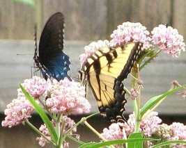 New Fresh Seeds Asclepias Incarnata Carmine Rose Cinderella 50 Seeds - $17.90