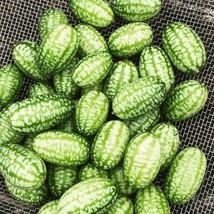 Mouse Melon Cucamelon 10 Seeds Heirloom Fruit Cucurbit Culinary Plant Fresh - £14.20 GBP