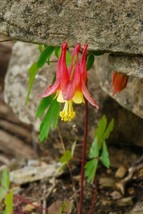 10 Seeds Wild Columbine Aquilegia Canadensis - £15.78 GBP