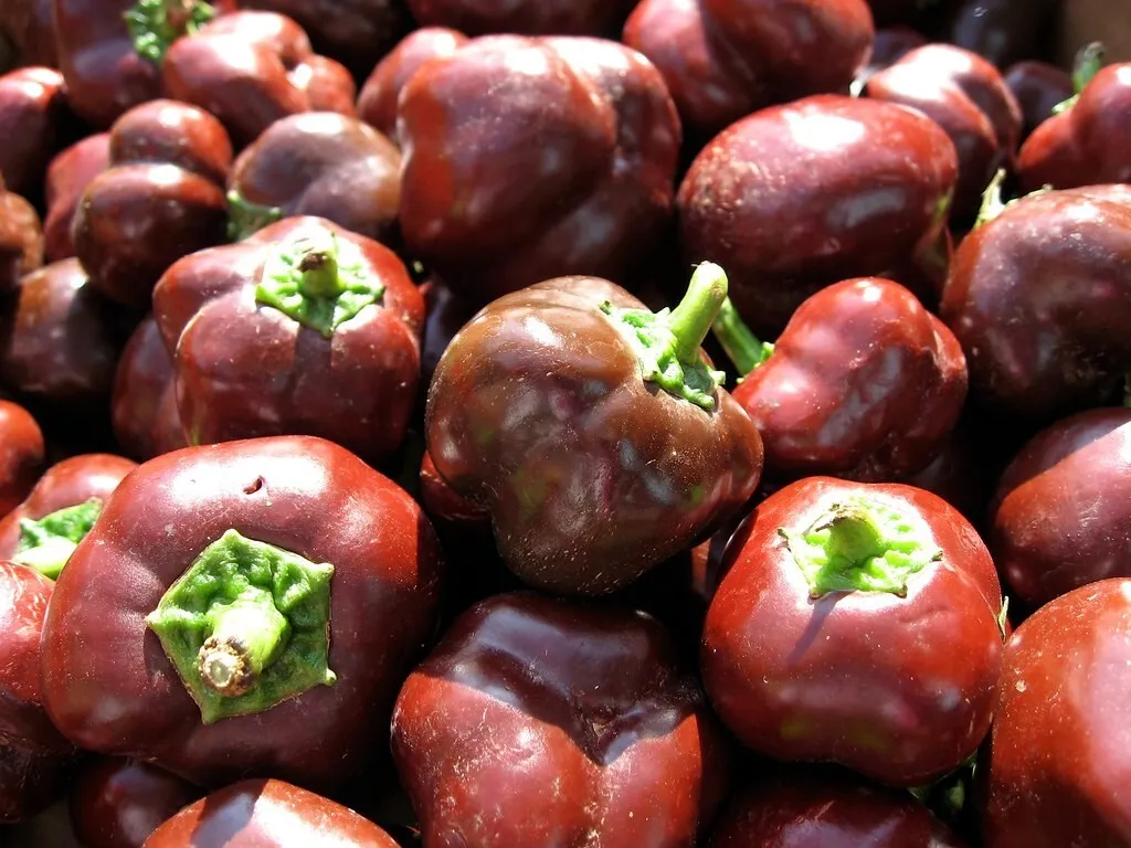 Chocolate Beauty Bell Pepper Vegetable NON GMO 25 Seeds  - $9.60