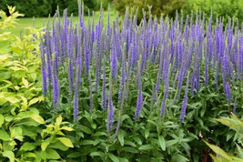 Vegetableronica Spiked Speedwell Seeds Heirloom Flower Ronica Spicata Fresh - £10.21 GBP