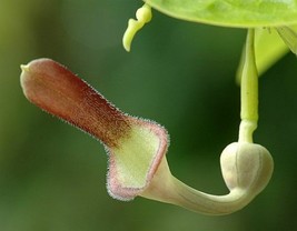 KKG Aristolochia Tagala Vine 10 Seeds Indian Birthwort Dutchman&#39;S Pipe C... - $8.89