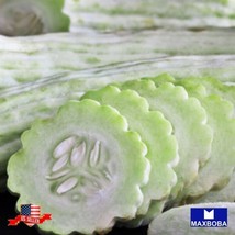 50 Armenian (The Duke) Cucumber Seeds Heirloom Vegetable Non Gmo Home Garden - £4.57 GBP