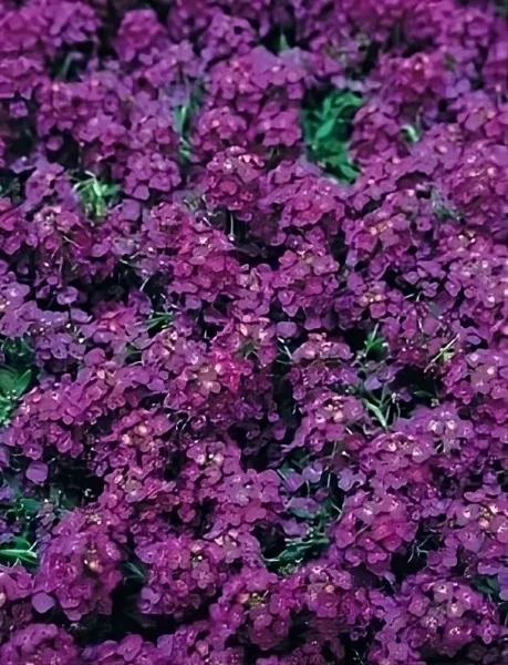 Fresh Seeds Alyssum Wonderland Deep Purple Nice Flower 50 Seeds - £9.35 GBP