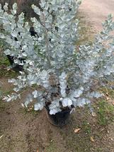 50 seeds White Leaved Mallee (Eucalyptus albida) - $6.45