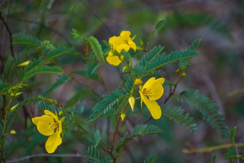 Partridge Pea Seeds 50 Seeds Heirloom &amp; OpenPollinated Variety - $13.60