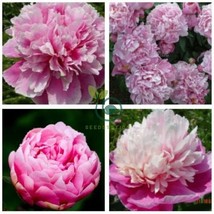 63048298273f9 570765b thumb200