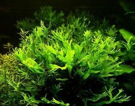 Live Aquatic Aquarium Plant Microsorum Windelov Pot Lace Java Fern - £19.11 GBP