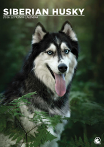 Siberian Husky Calendar 2026 - $19.99