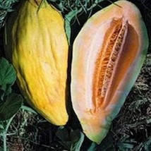 Banana Melon More Heirloom Organic Non Gmo Fruit Herb Flower Gar Fresh - £8.43 GBP