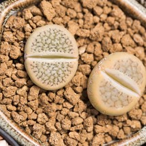 Rare Lithops Hallii v.ochracea - 10 Seeds Pack, Drought-Tolerant Plant, Start Yo - $9.50