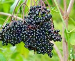 30 Seeds American Elderberry Seeds Big Native Shrub Bush Hedge Fruit Tre... - £7.20 GBP