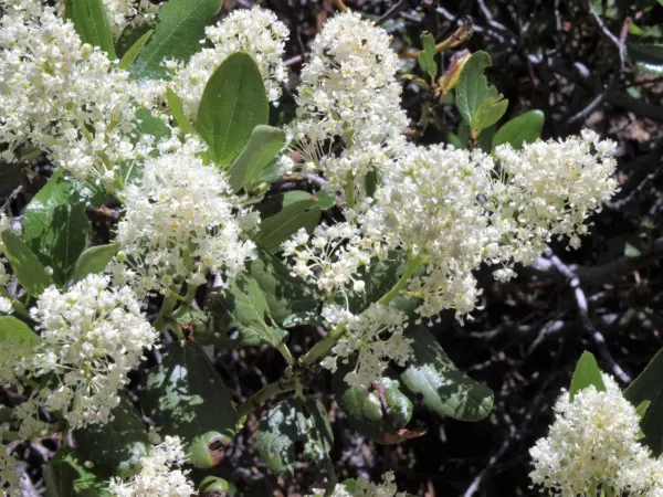 20 White Snowbrush Ceanothus Velutinus Mountain Balm Buckbrush Flower Sh... - £6.25 GBP