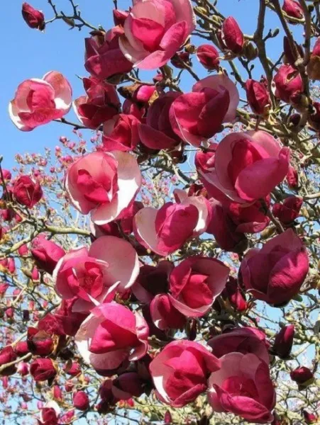 New Fresh 5 Alexandra Magnolia Seeds Lily Flower Tree Fragrant Flowers T... - $12.98