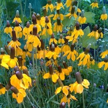 100 Yellow Prairie Coneflower Seeds  Ratibida Columnifera  Bright Gold B... - $10.95