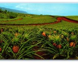 Fields of Growing Pineapple Dole Plantation Honolulu HI UNP Chrome Postc... - $3.91