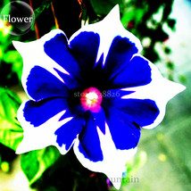 Imported Japan &#39;Fan&#39; Blue White Morning Glory Hybrid Seeds, Professional... - £5.40 GBP