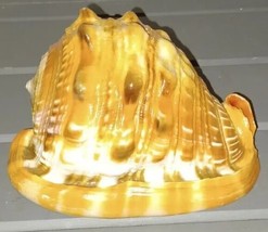 Cameo Red Helmet Bullmouth Conch Sea Shell Cassis Rufa 4&quot; - $468.48 MXN
