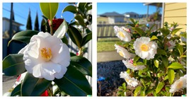 Tea Shrub Seeds (Camellia sinensis) | Black, White, Green Tea Leaf Tree ... - £16.63 GBP