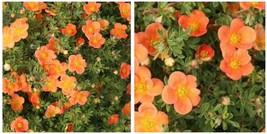 Potentilla Fruticosa &#39;orangeade - Shrubby Cinquefoil - Plant - 5-7 Inch - HDY2 - £33.17 GBP