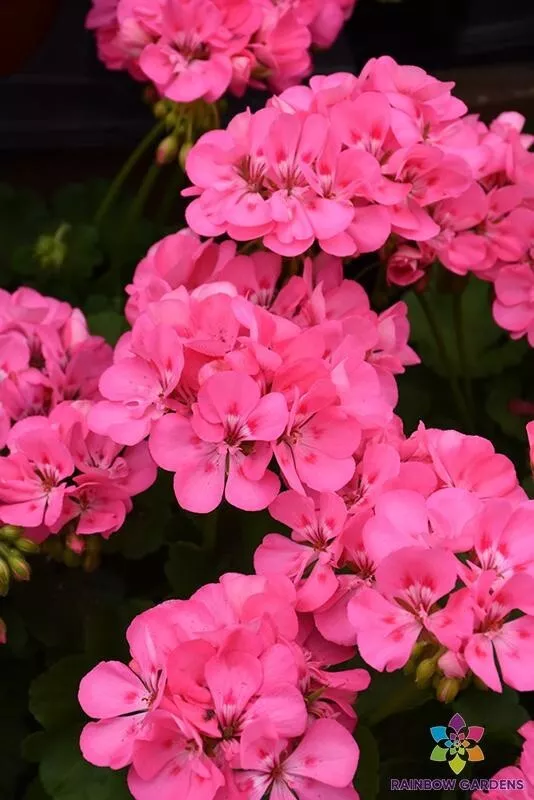 Seeds USA Seller 25 Patriot Tick Pink Geranium Seeds - £8.46 GBP