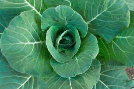 Fresh 601+Champion Collard Greens Seeds Spring Fall Vegetable Patio Container Sh - $6.50