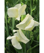 50 Pcs Mrs. Collier Sweet Pea Seeds for Garden Planting - $10.99