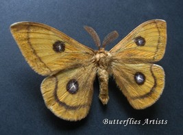 Saturnidae Aglia Tau Еmperor Real Moth Framed Entomology Collectible Sha... - $54.00