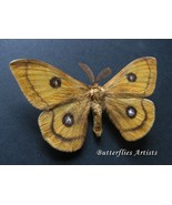 Saturnidae Aglia Tau Еmperor Real Moth Framed Entomology Collectible Sha... - $75.78 CAD