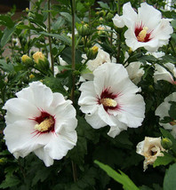 White Rose Of Sharon 50 Seeds Hardy Hibiscus Syriacus Mariesgreen Fresh Garden - £10.69 GBP