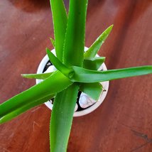 Aloe Plant in White Planter, Live Succulent, Climbing Aloe, Aloiampelos ciliaris image 7