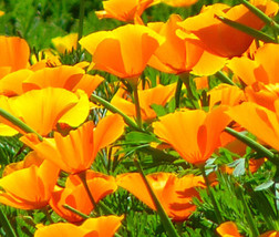 500 Orange California Poppy Seeds Flower Garden Eschscholzia Usa   - £8.24 GBP