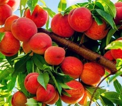 Garden Seed Dwarf Bonanza Peaches, Peach Tree -10 Pcs Fruit - $9.96