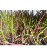 Red Head Fountain Grass - Pennisetum - 4&quot; Pot - $60.77 CAD