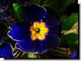 TH  Primula Cobalt Primrose Flower Seeds   Perennial - £12.03 GBP