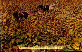 A Tobacco Field At Harvest Time In DIXIELAND,-VINTAGE Linen BK44 - £2.32 GBP