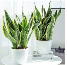 100 Seeds Sansevieria Trifasciata Bonsai Succulent Plants Tiger Piran Flower See - $8.22