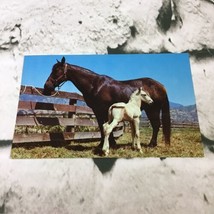 Vintage Postcard Alfred Mainzer Horse With Colt Baby Animal Real Picture  - £3.88 GBP