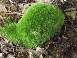 Fresh Live Mood Moss - Great for Aquariums,Terrariums,Dish Gardens - $20.99