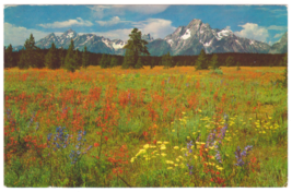Vtg Postcard-Carpet of Wildflowers-Grand Teton National Park-Chrome-WY1 - £2.39 GBP