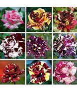 Multi-Color Rose Seeds, Double Petal Rose, 50pcs/Pack. (#9514) - $5.65