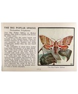 Big Poplar Sphinx Moth 1934 Butterflies Of America Antique Insect Art PC... - $379.94 MXN